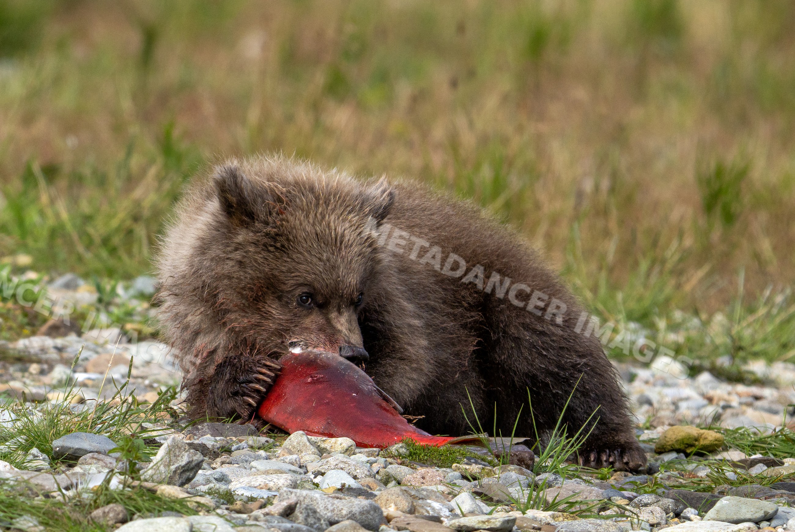 Alaskan Brown bear cub eating salmon in Katmai National Park, Alaska