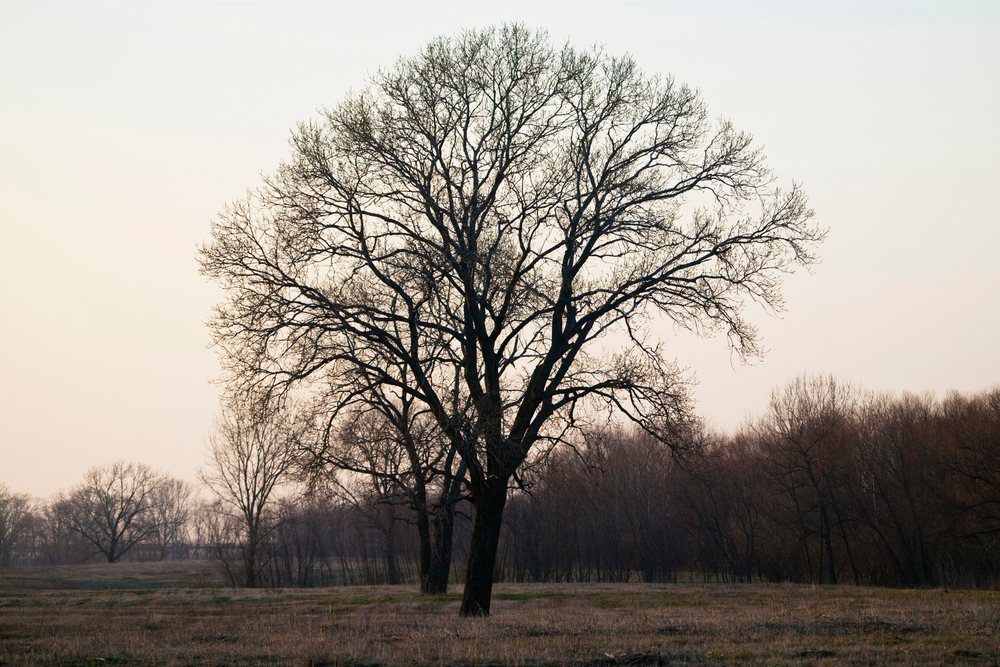 Cottonwood tree field near trinity river in early spring, texas