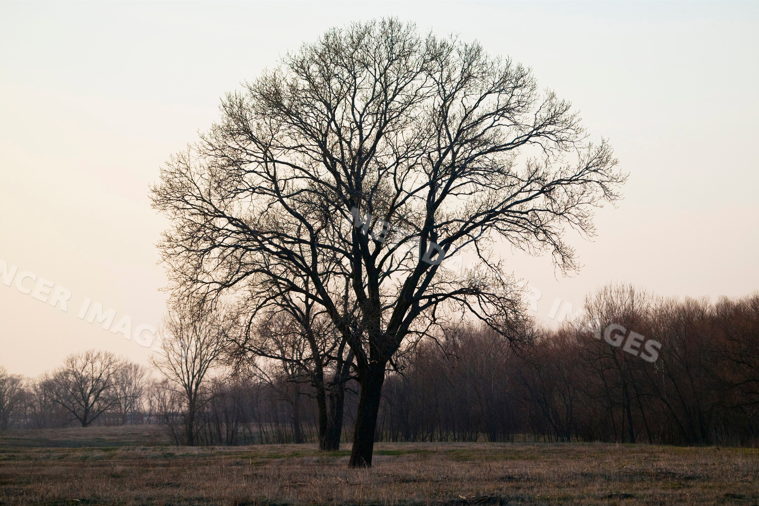 Cottonwood tree field near trinity river in early spring, texas