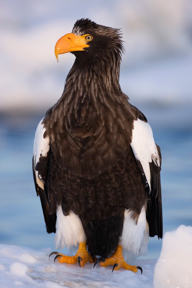 Steller's sea eagle perched on ice, japan