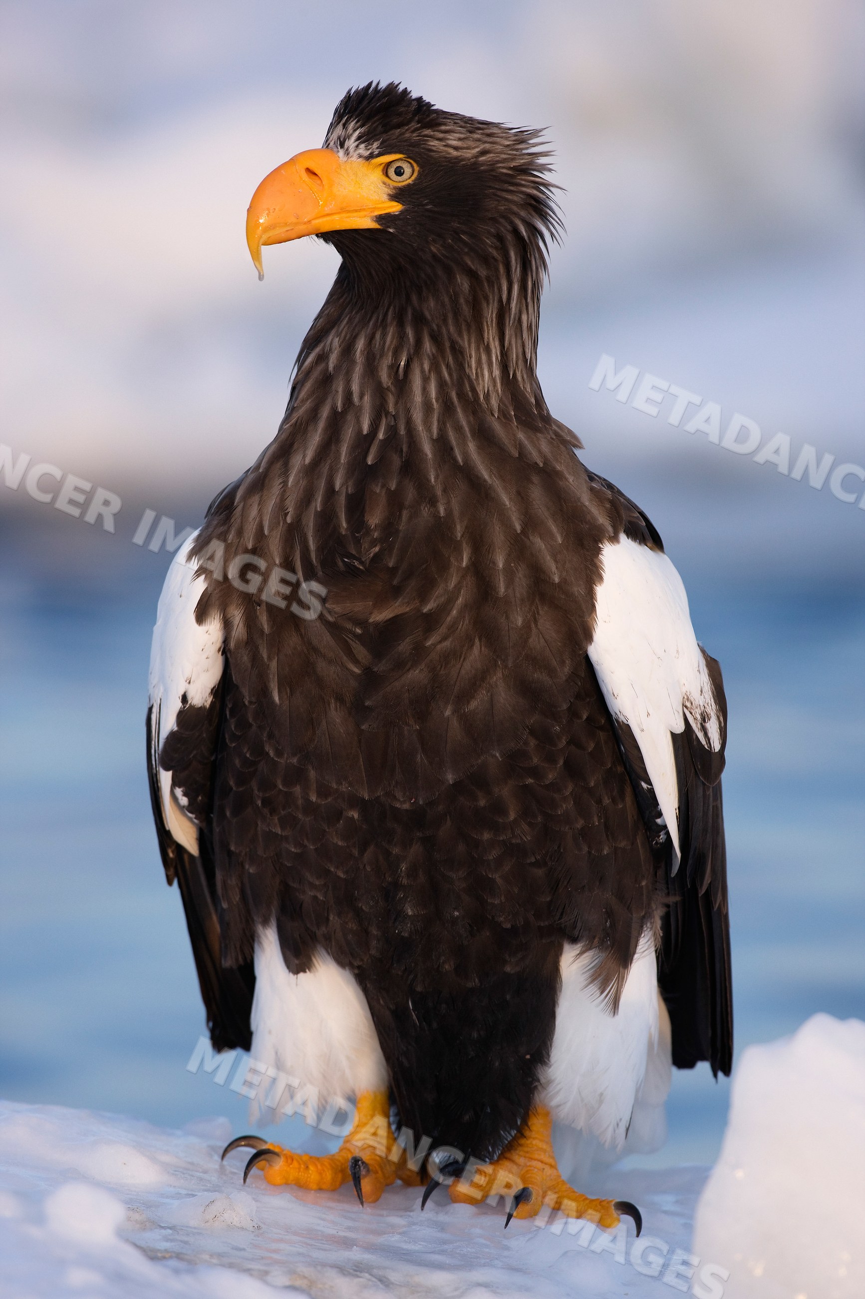 Steller's sea eagle perched on ice, japan