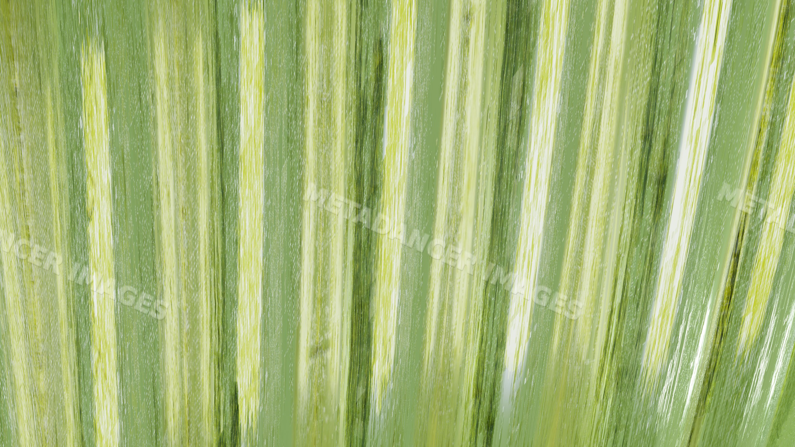 Closeup of lush green grass blades showing natural texture
