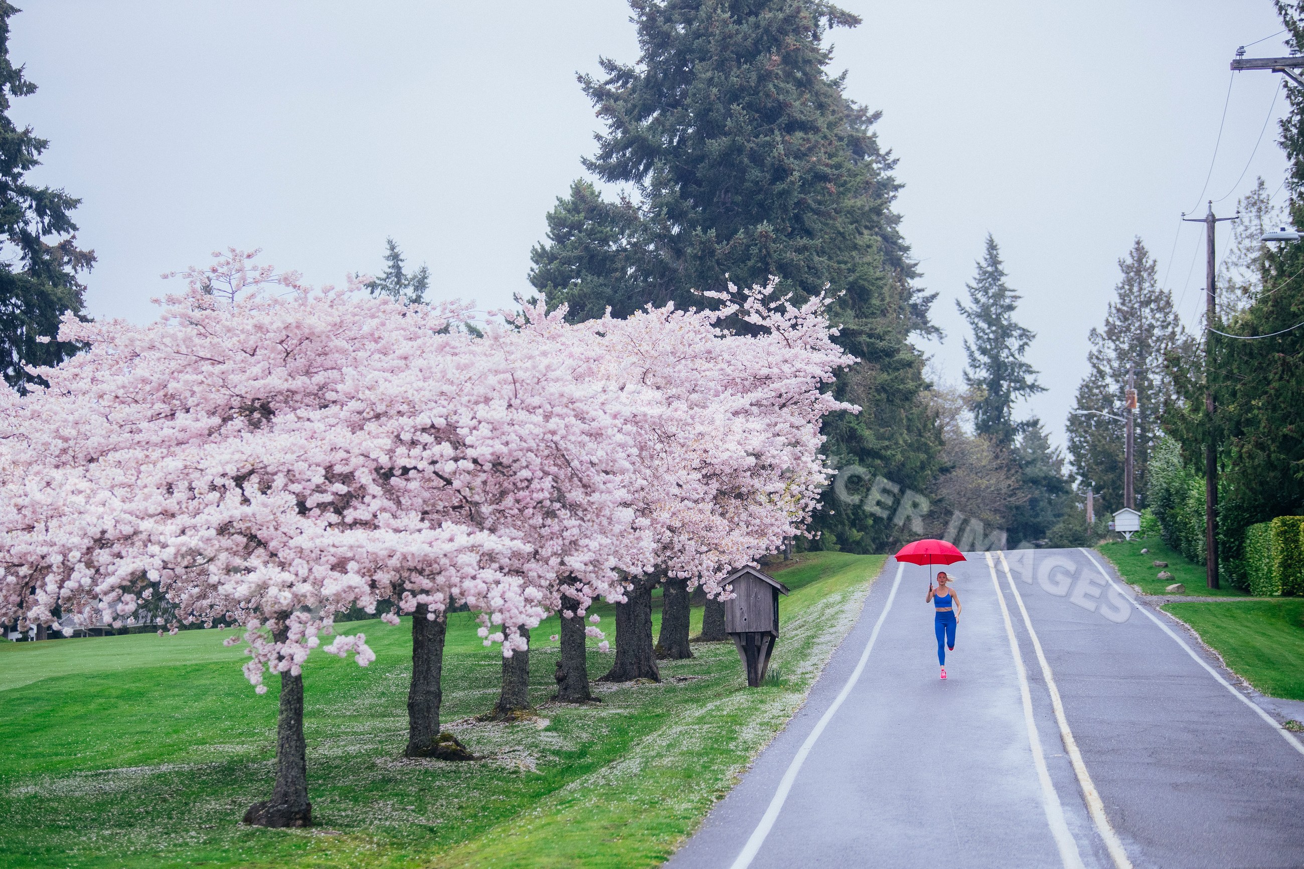 White woman running with red umbrella beside cherry blossom trees