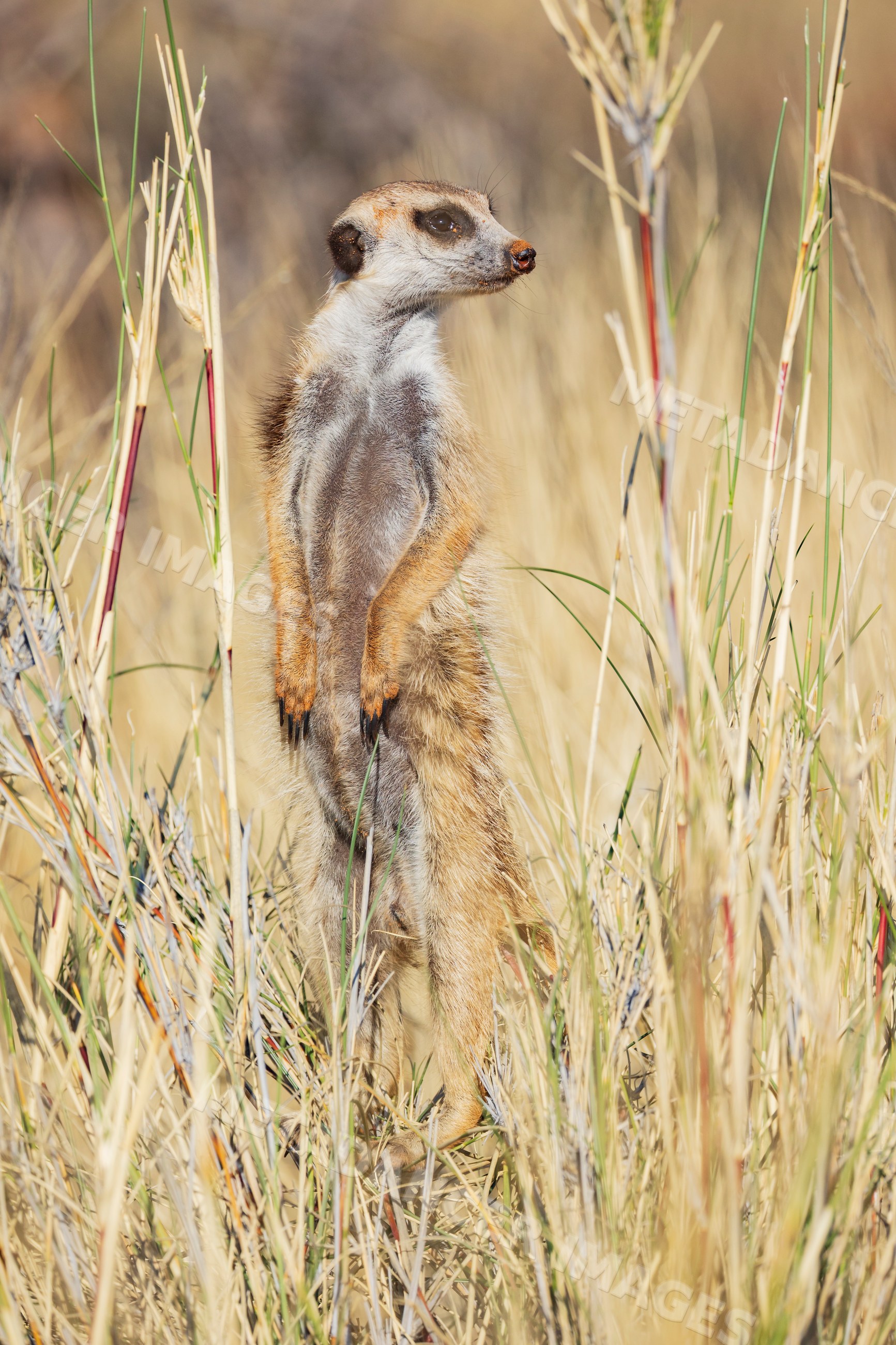 Meerkat standing alert in dry grass