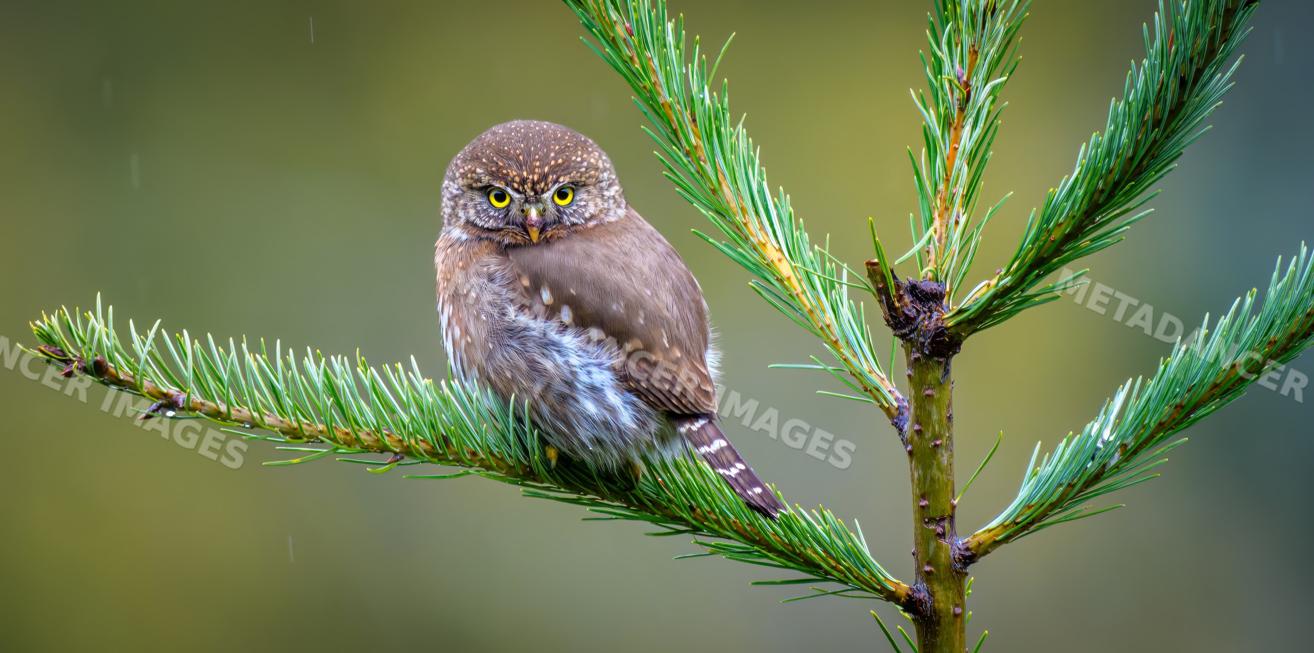 Northern pygmy owl perched on pine tree branch in forest