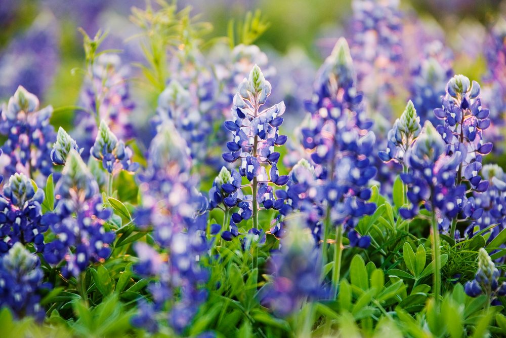 Texas bluebonnets blooming in natural field