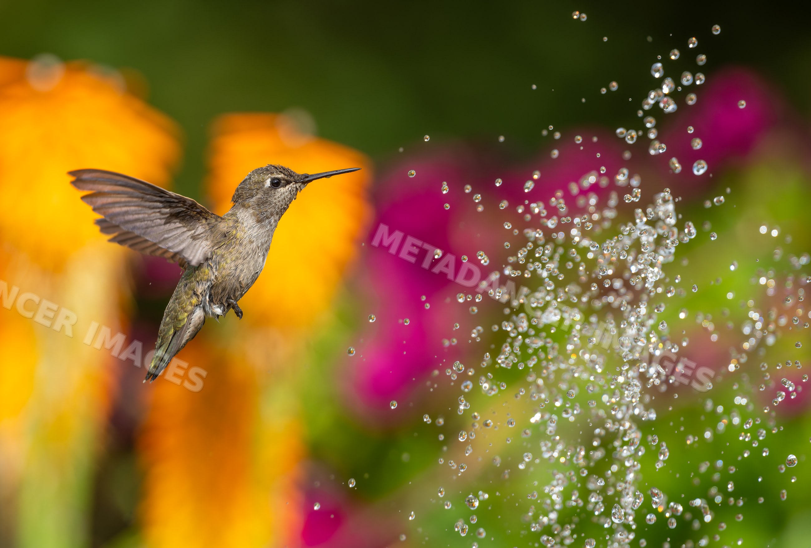 Hummingbird hovering near water droplets in a colorful garden