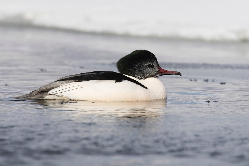 Merganser duck swimming on lake Japan