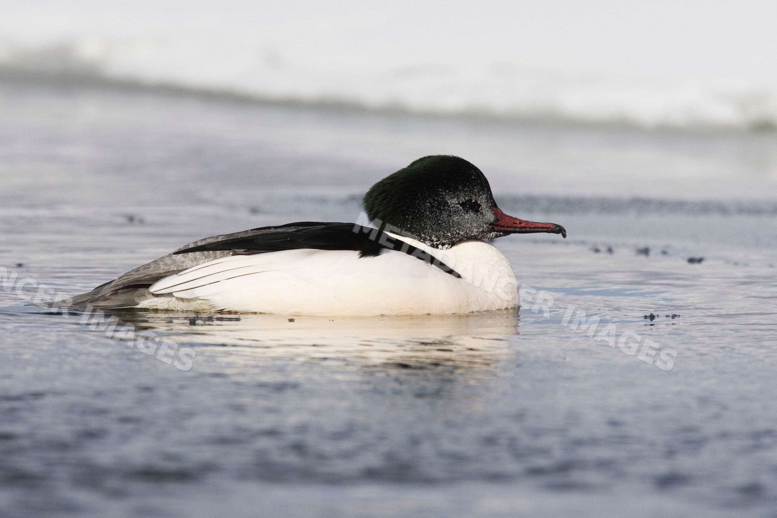 Merganser duck swimming on lake Japan