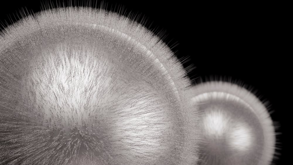 Close-up illustration of white mold fungus spores
