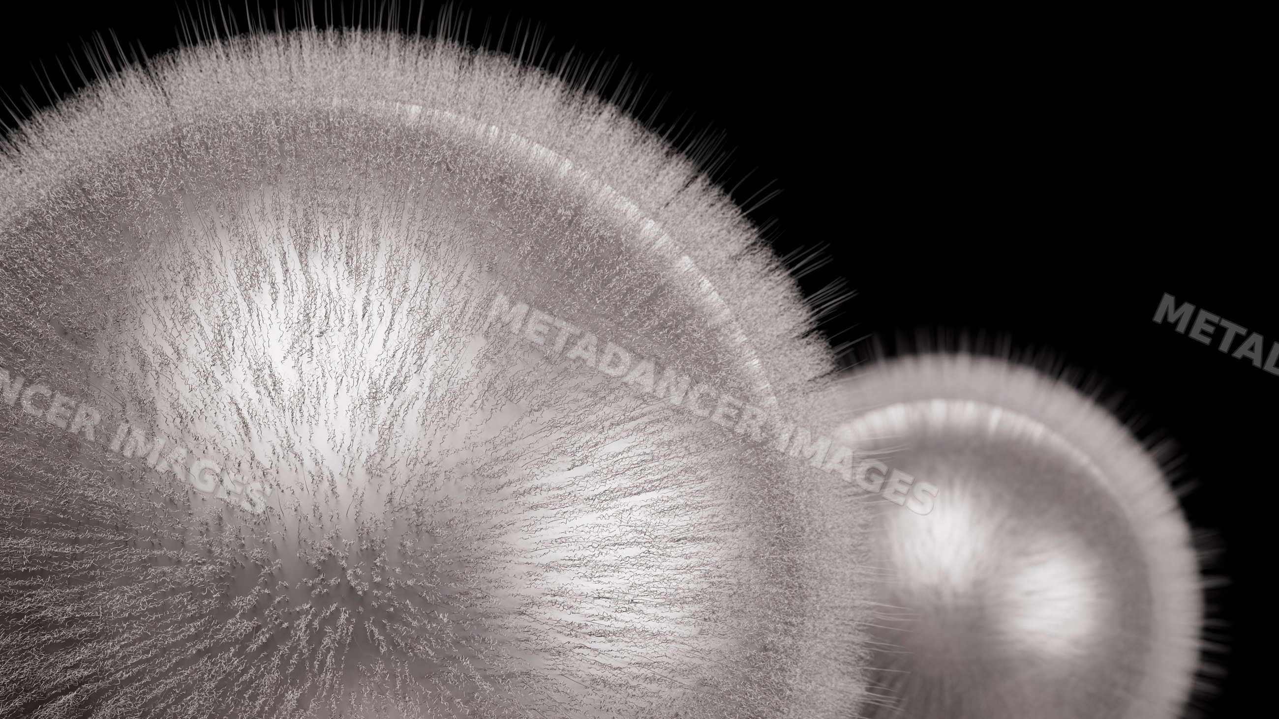 Close-up illustration of white mold fungus spores
