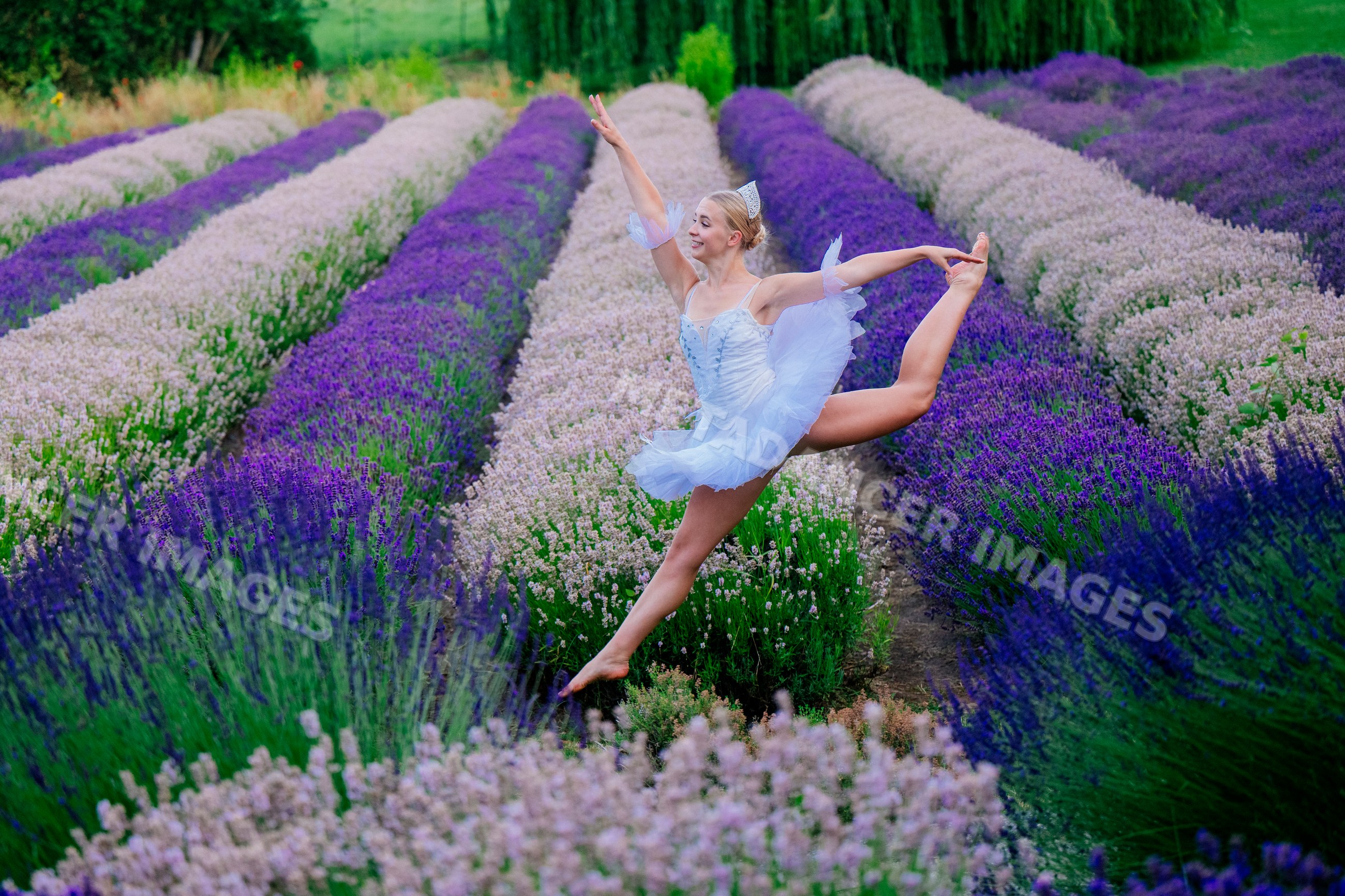 A ballet white dancer leaps elegantly through a lavender flower field