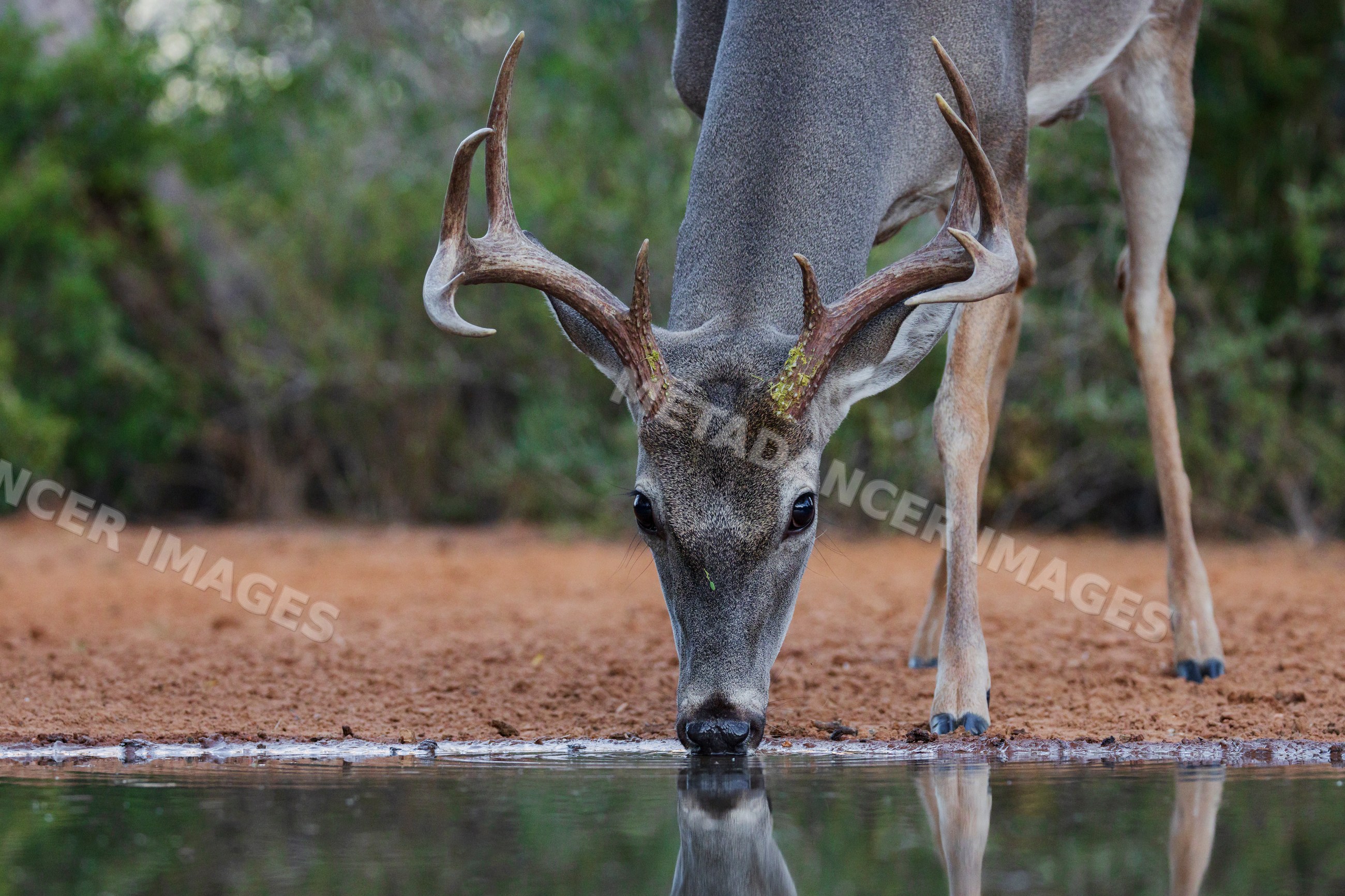 Buck drinking at a Waterhole in santa clara Ranch, Texas