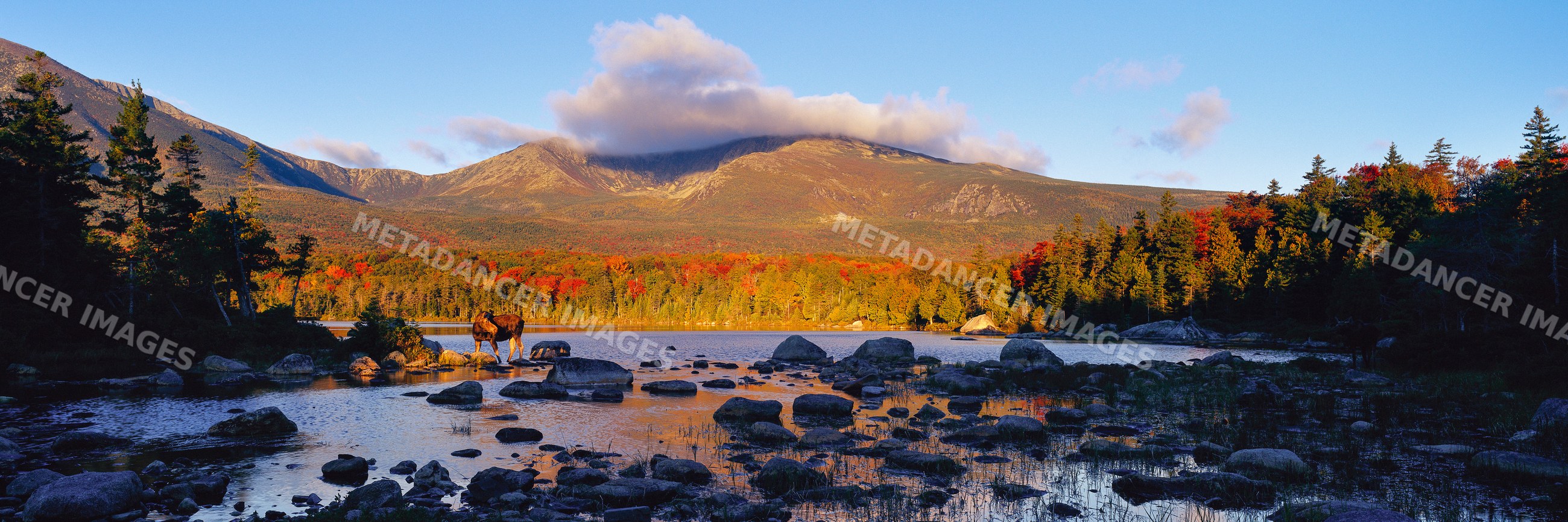 Moose in rocky stream with autumn forest and mountain landscape