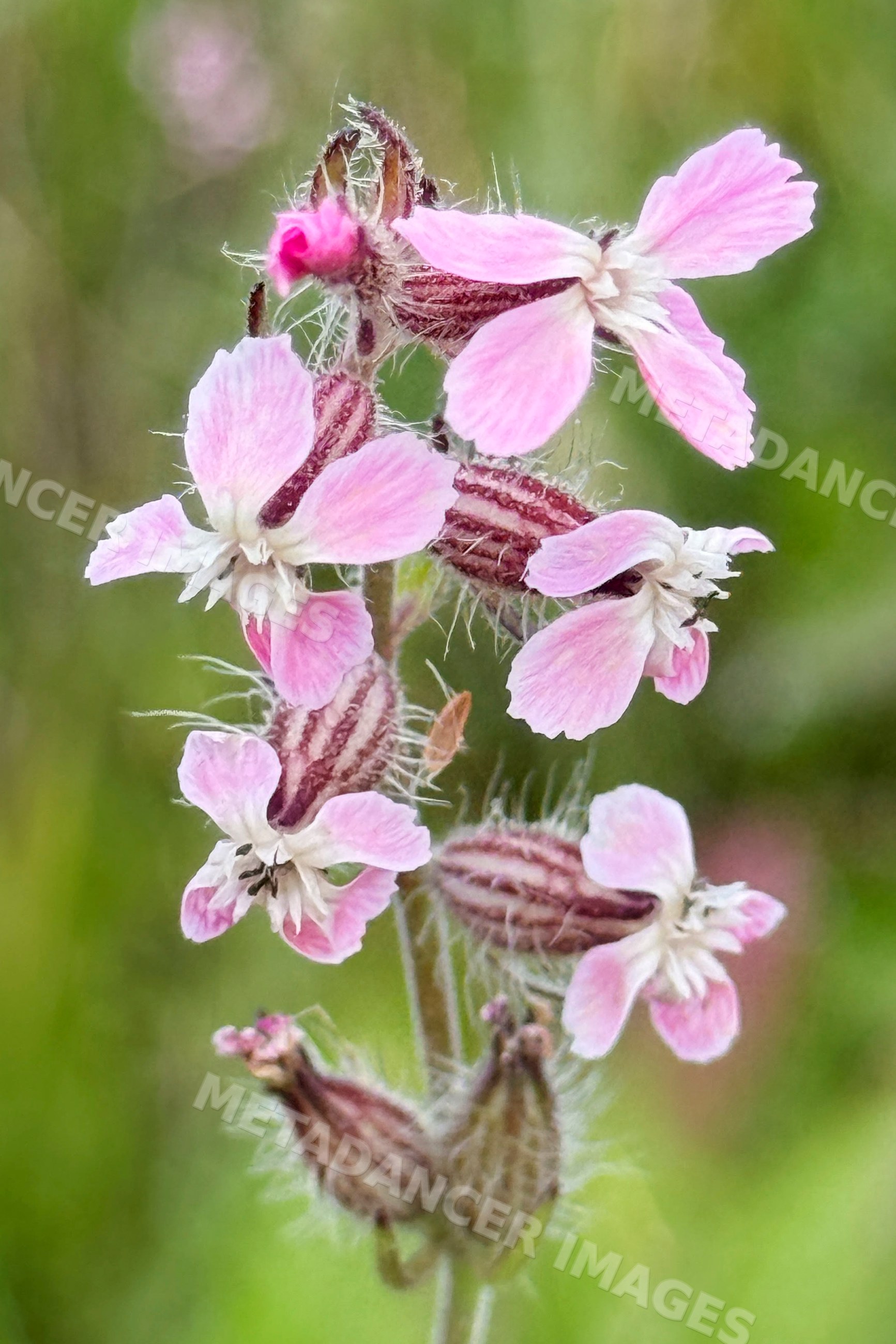 Common Catchfly pink flowers on herbaceous plant