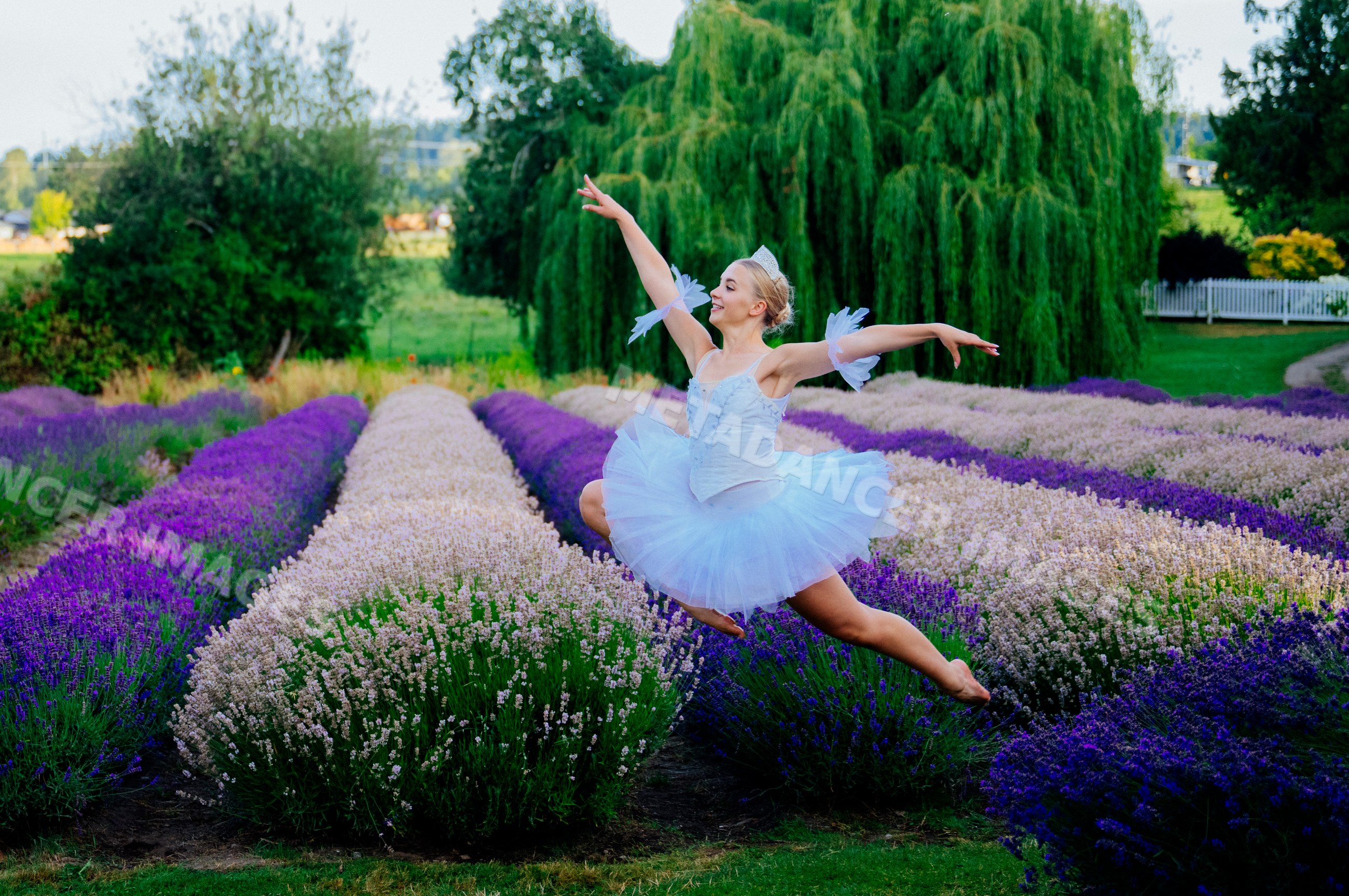 A ballet white dancer leaps gracefully through a lavender field