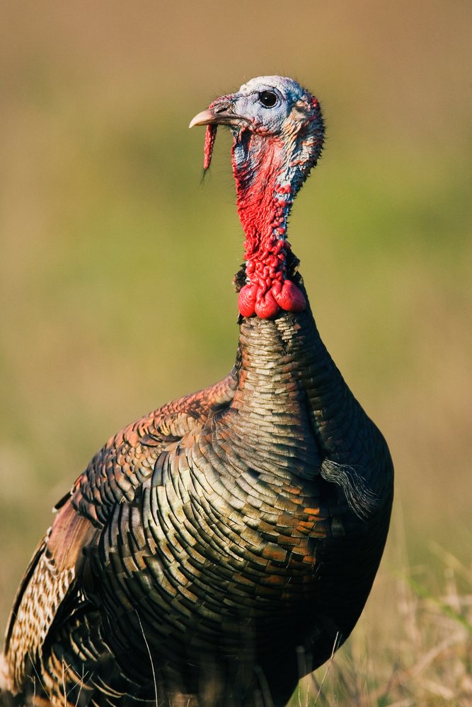 Wild rio grande turkey standing in grass in Texas