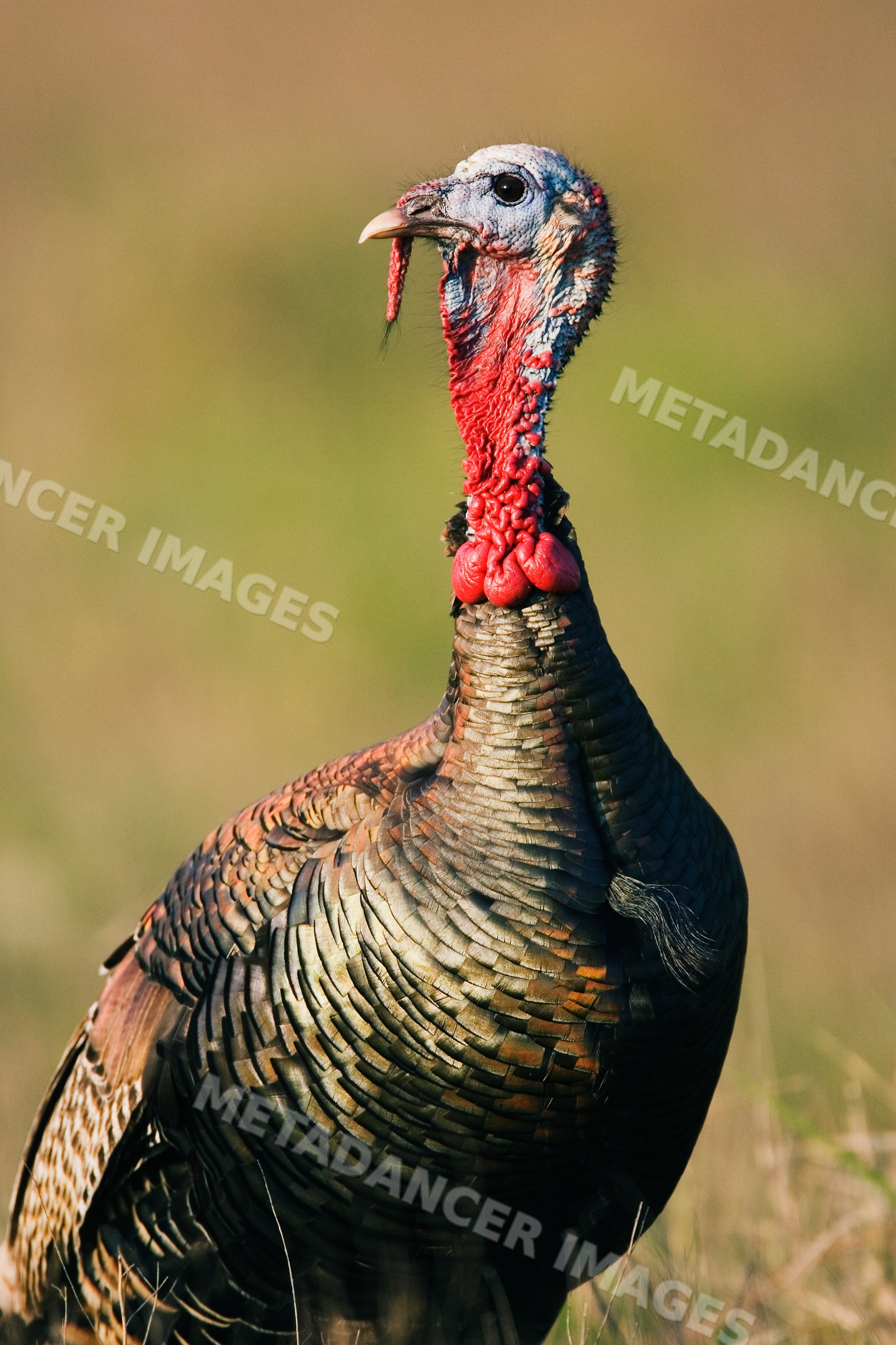 Wild rio grande turkey standing in grass in Texas