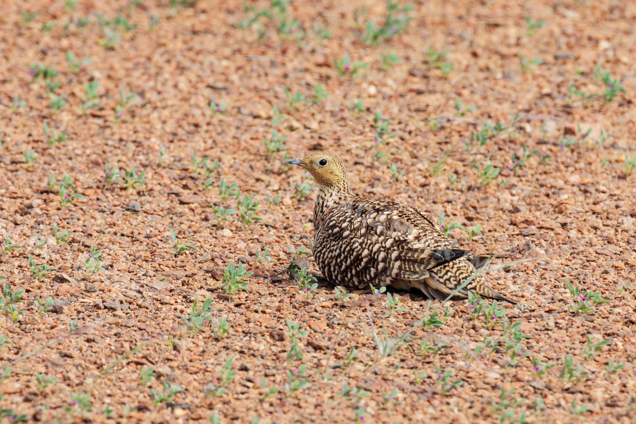 Namaqua Sandgrouse resting on gravel ground in Namibia's kunene region