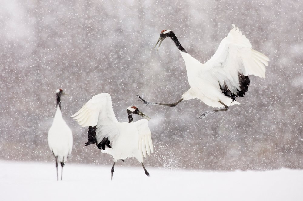Red crowned cranes interacting during snowfall, japan