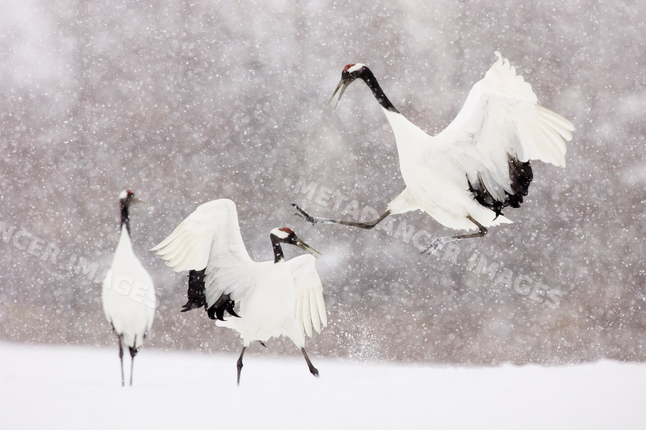 Red crowned cranes interacting during snowfall, japan