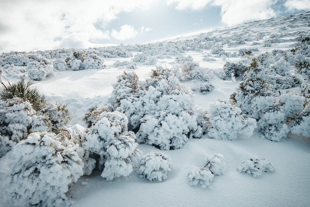 Snow-covered bushes on a snowy hillside in Spain winter landscape