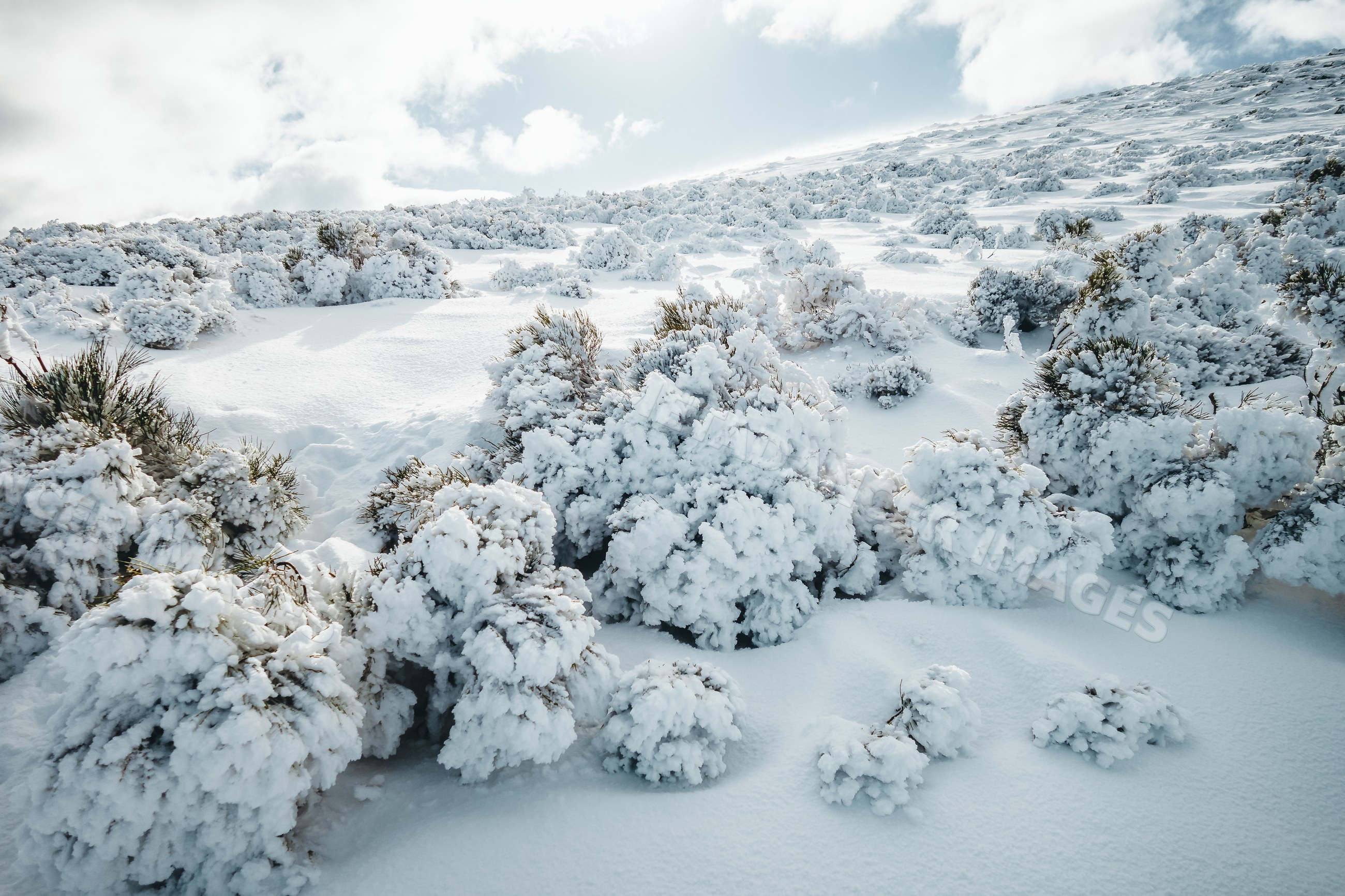 Snow-covered bushes on a snowy hillside in Spain winter landscape