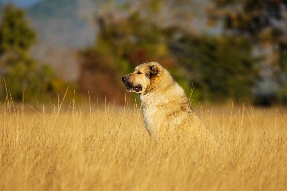 Georgian Shepherd Dog sitting in a meadow in shakriani, Georgia