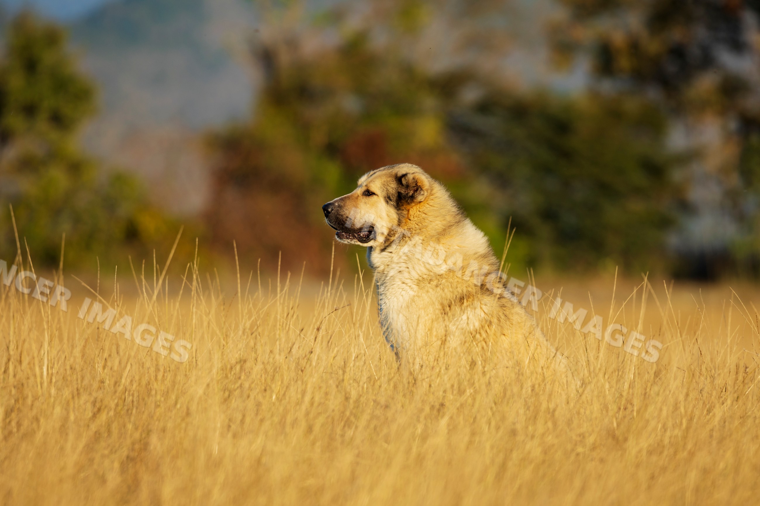Georgian Shepherd Dog sitting in a meadow in shakriani, Georgia