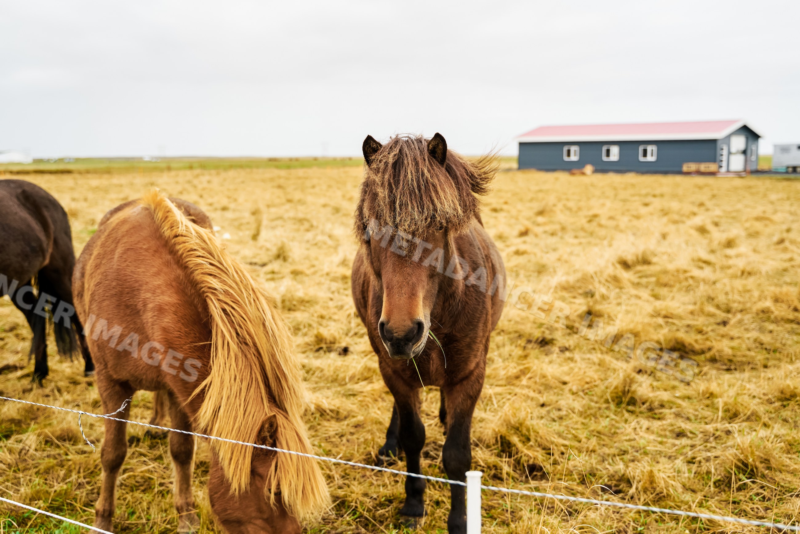 Two horses graze in a fenced rural field with a farm building