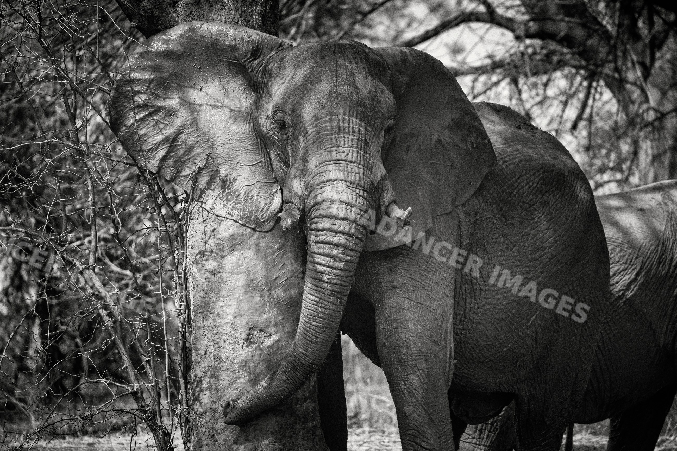 Elephant scratching on Tree in south luangwa national park in a park
