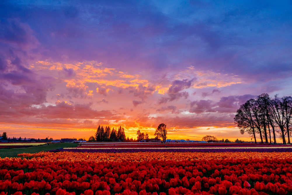 Tulip field at sunset with vibrant colorful sky