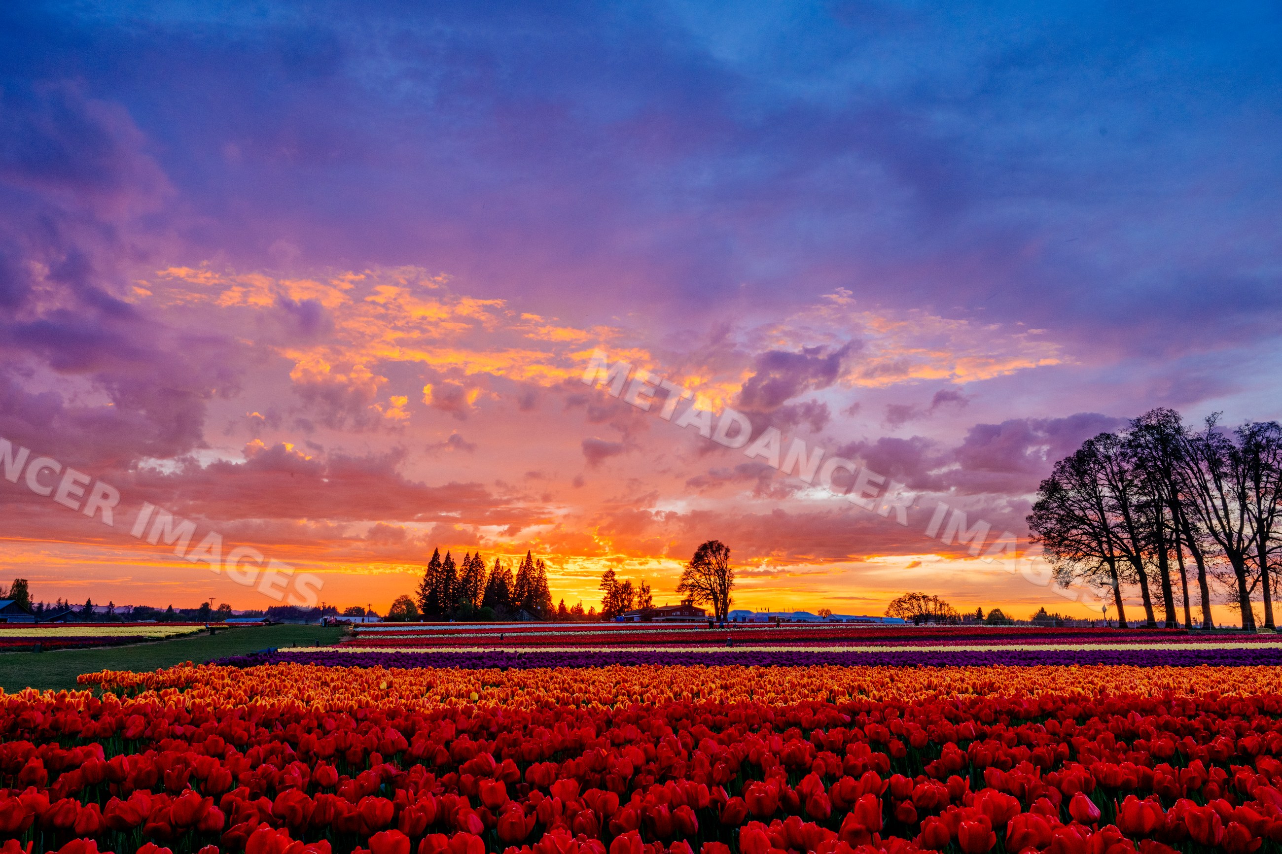 Tulip field at sunset with vibrant colorful sky