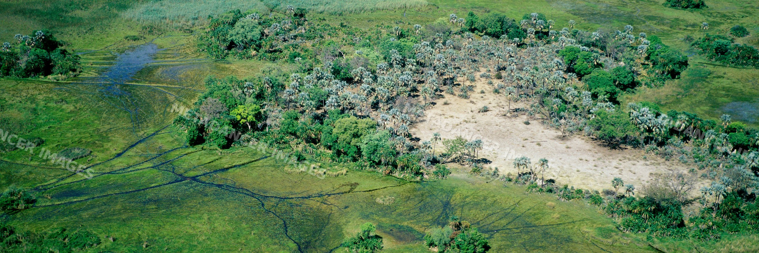 Aerial view of trees and wetland natural landscape