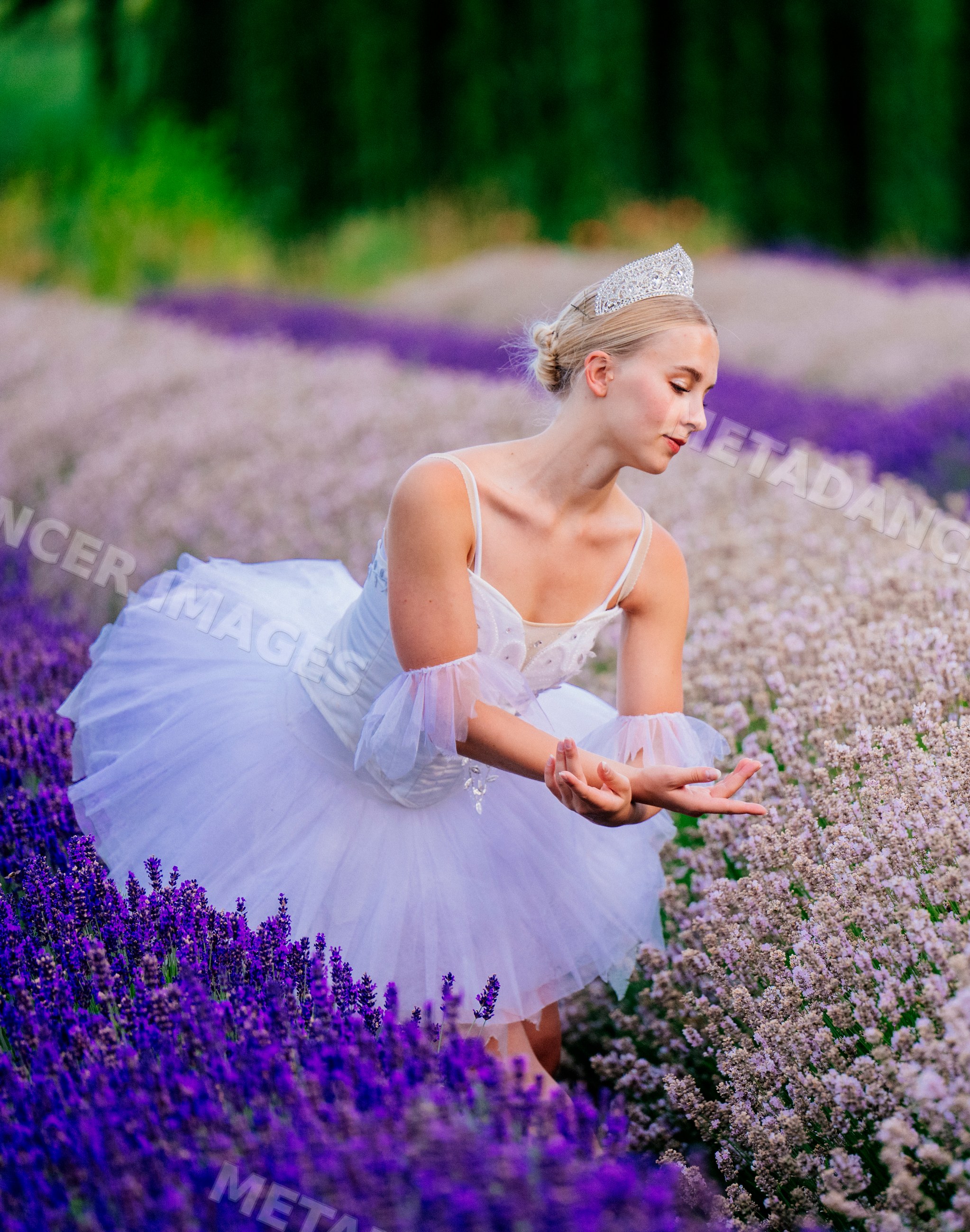A ballet white dancer gracefully poses in a blooming lavender field