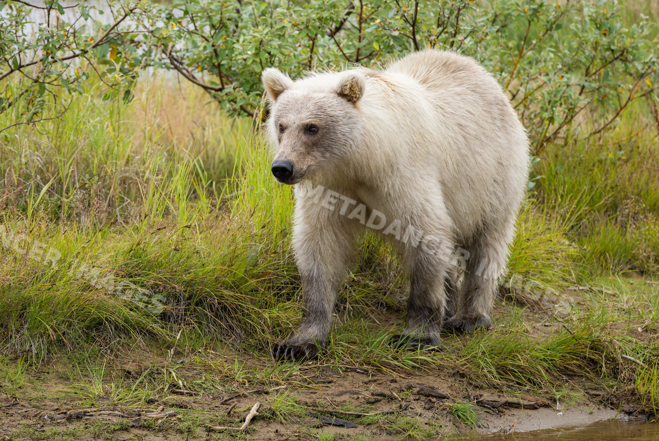 Alaskan Brown bear walking on riverbank in Katmai National Park Alaska
