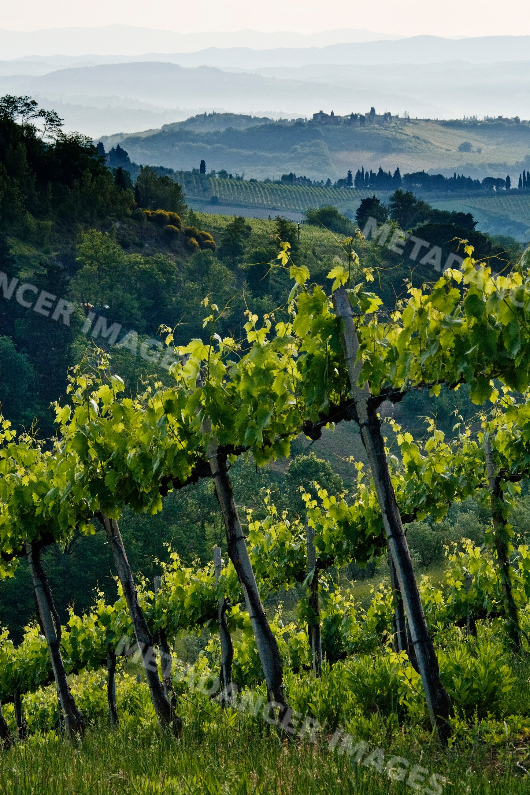 Vineyard rows on hillside with rolling tuscan hills and hilltop
