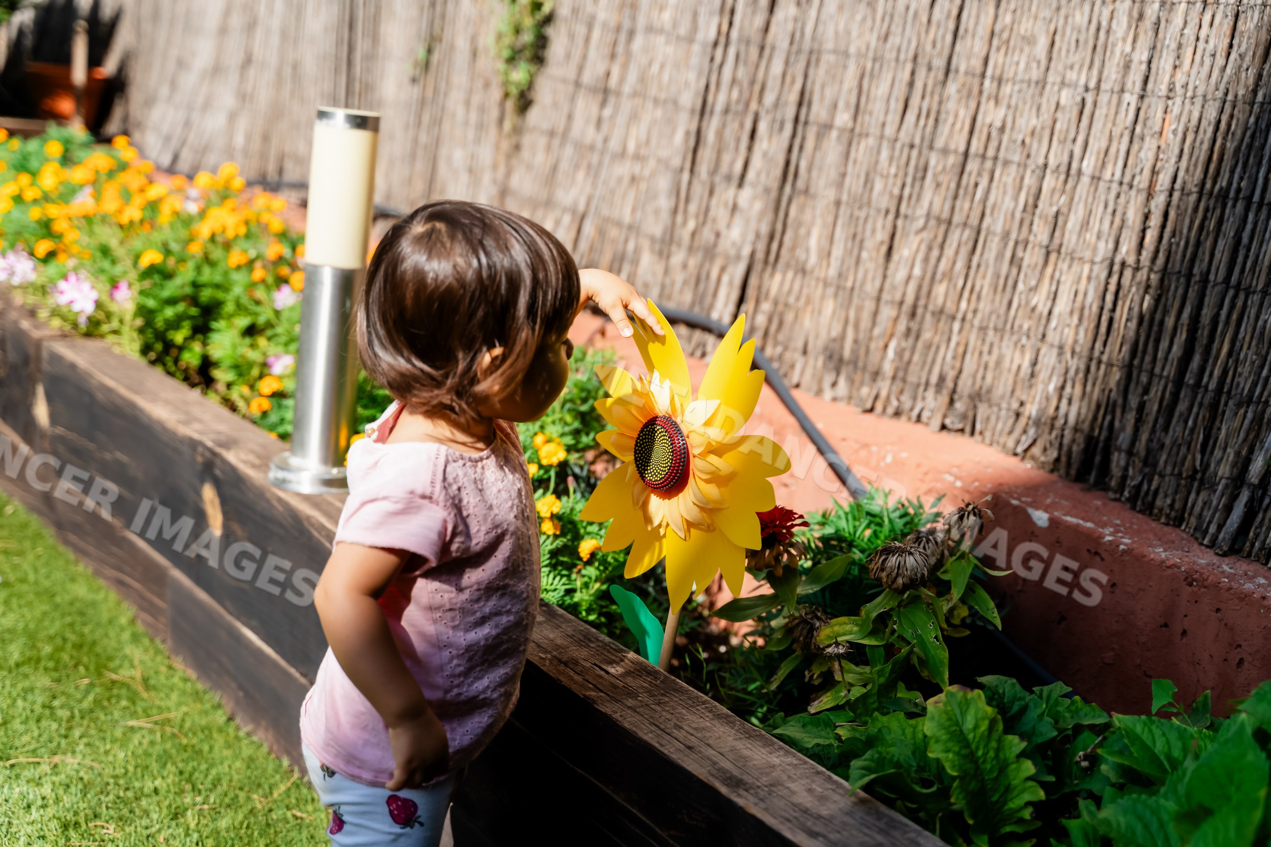 White child touches artificial sunflower in garden planting bed