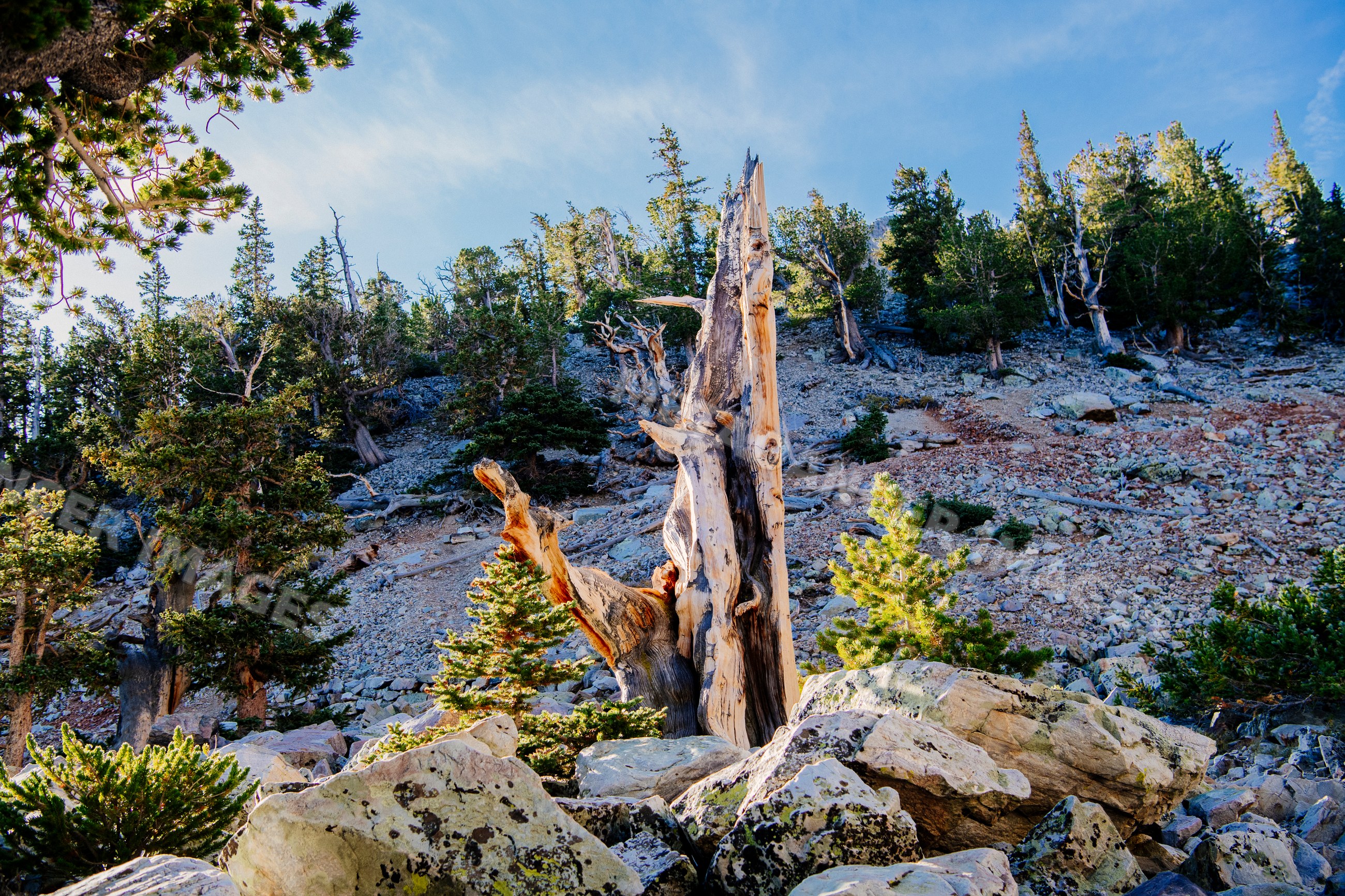 Dead tree on rocky mountain slope with evergreen shrubs and pine trees