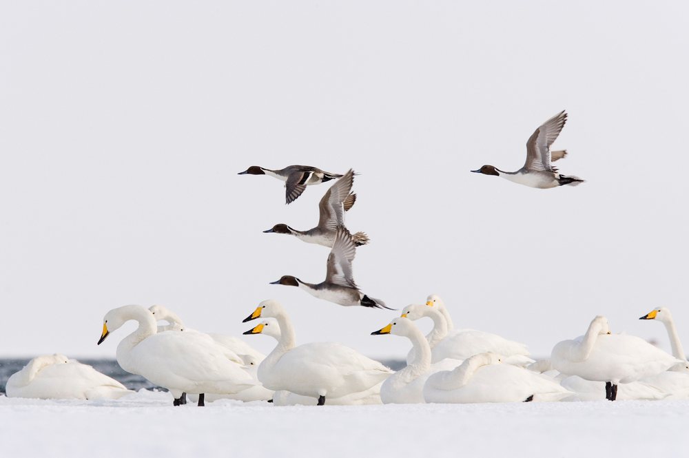 Northern pintail ducks flying past whooper swans on snow japan