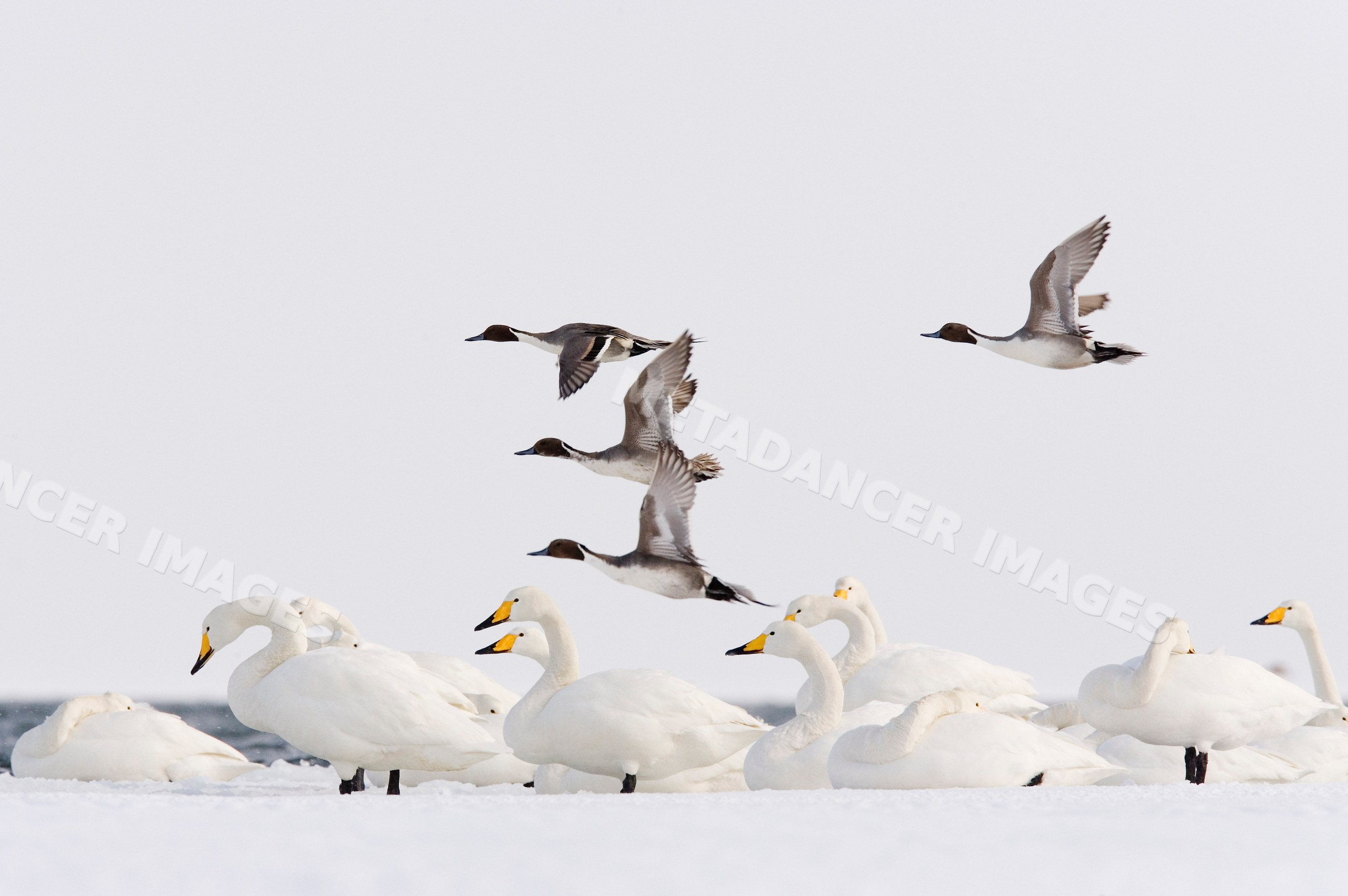 Northern pintail ducks flying past whooper swans on snow japan