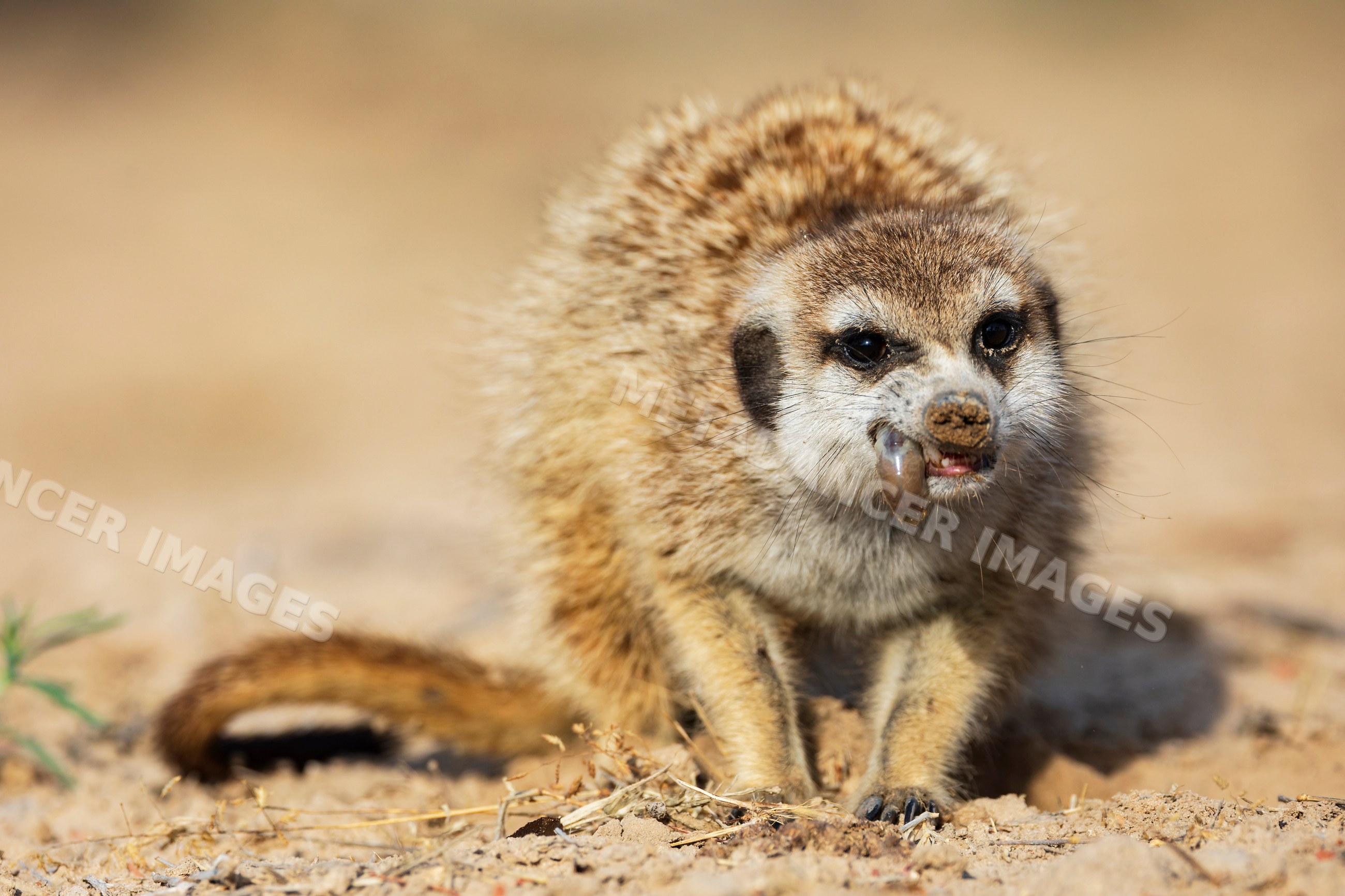 Meerkat eating a grub in South Africa's Kalahari Desert