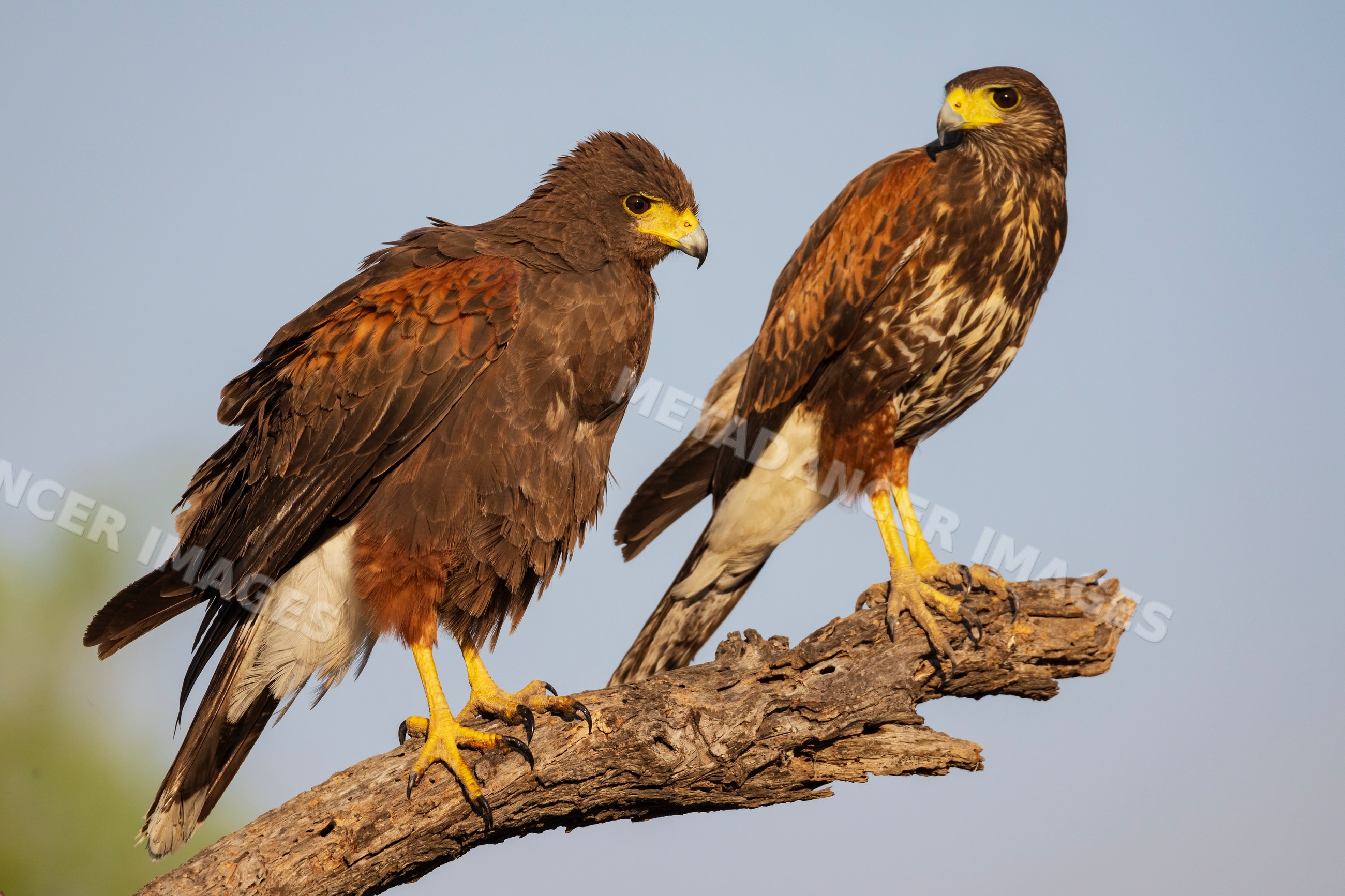 Two harris hawks perched on branch at santa clara ranch, texas