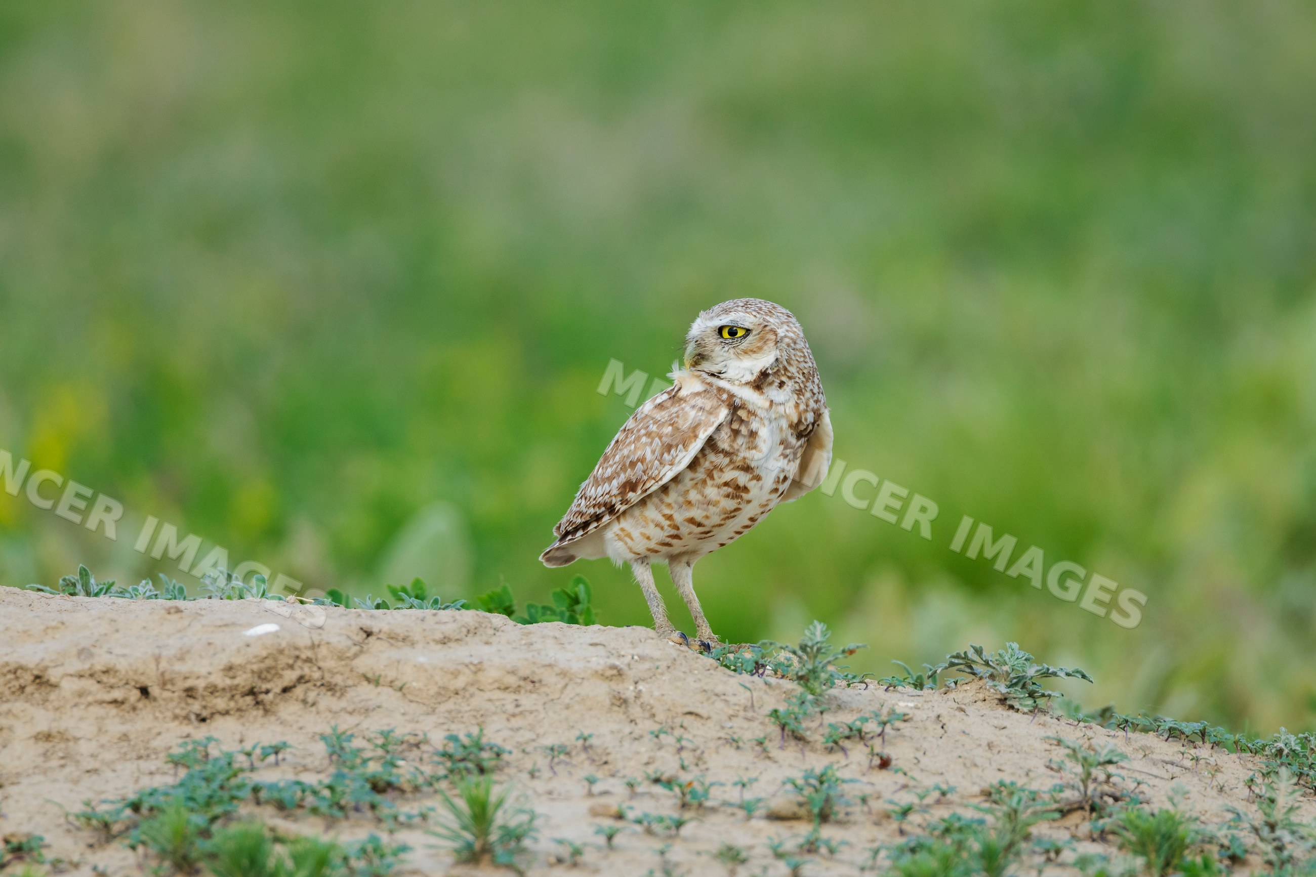 Burrowing Owl perched on sandy ground in prairie dog state park kansas