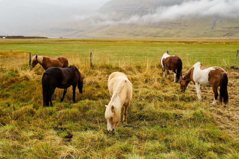 Horses grazing peacefully on a grassy icelandic pasture with misty