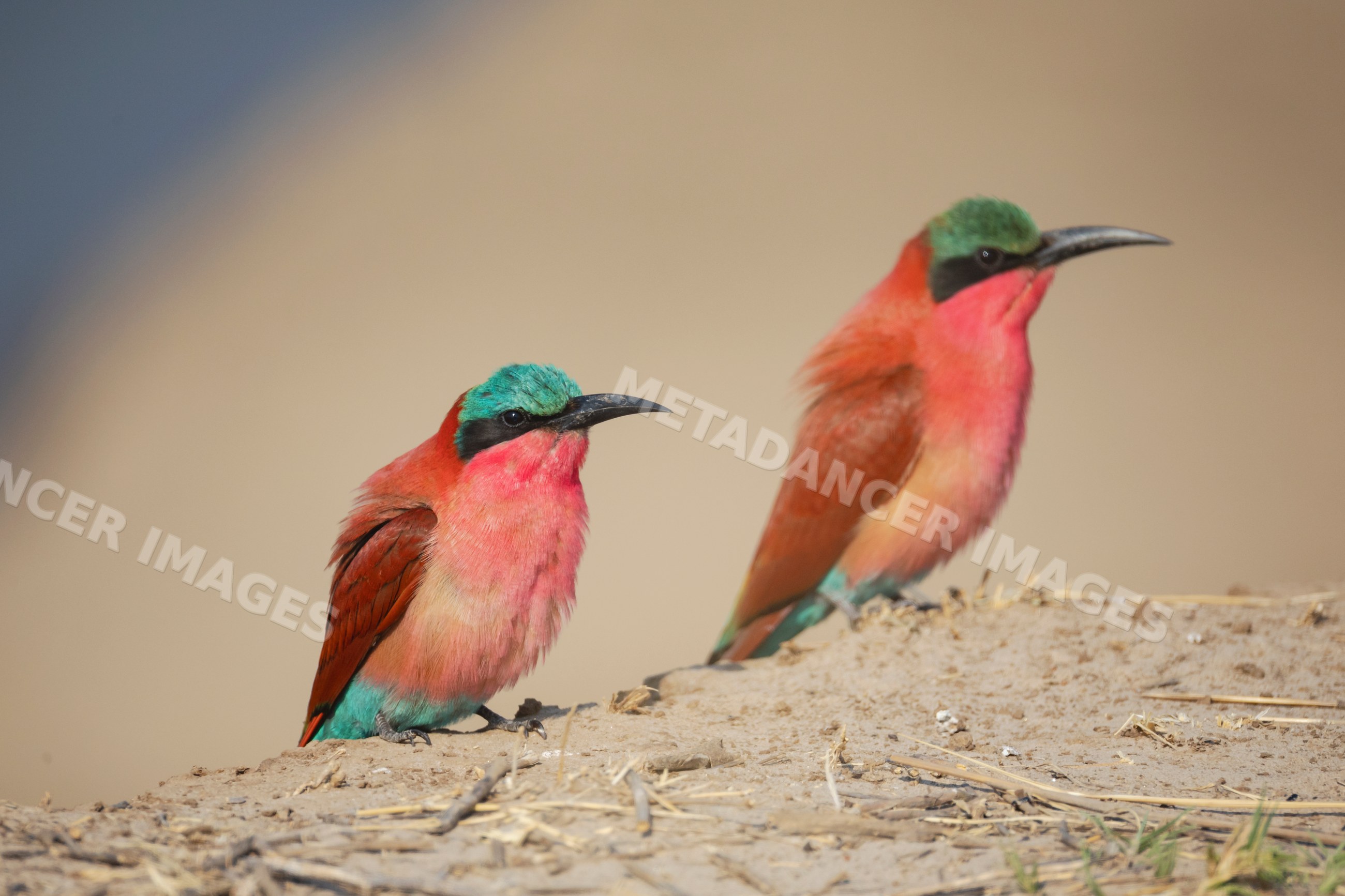 Carmine bee-eater birds perched at nesting colony edge in a park