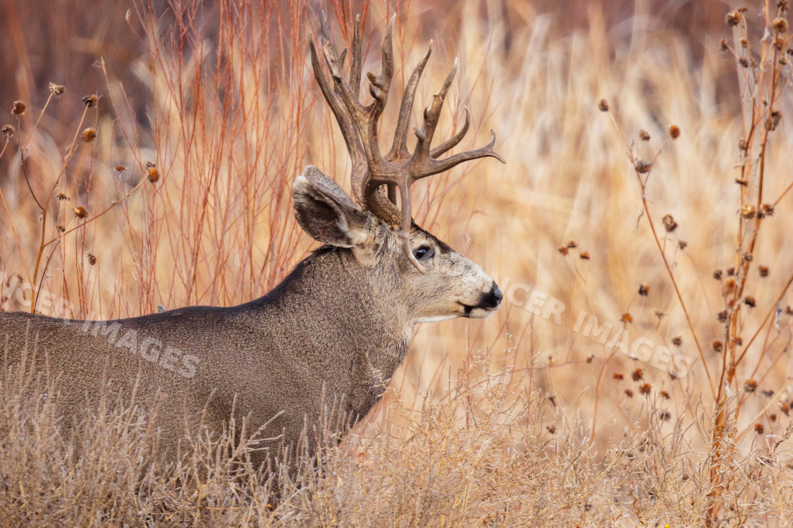 Mule Deer Buck with double drop tine antlers in New Mexico desert