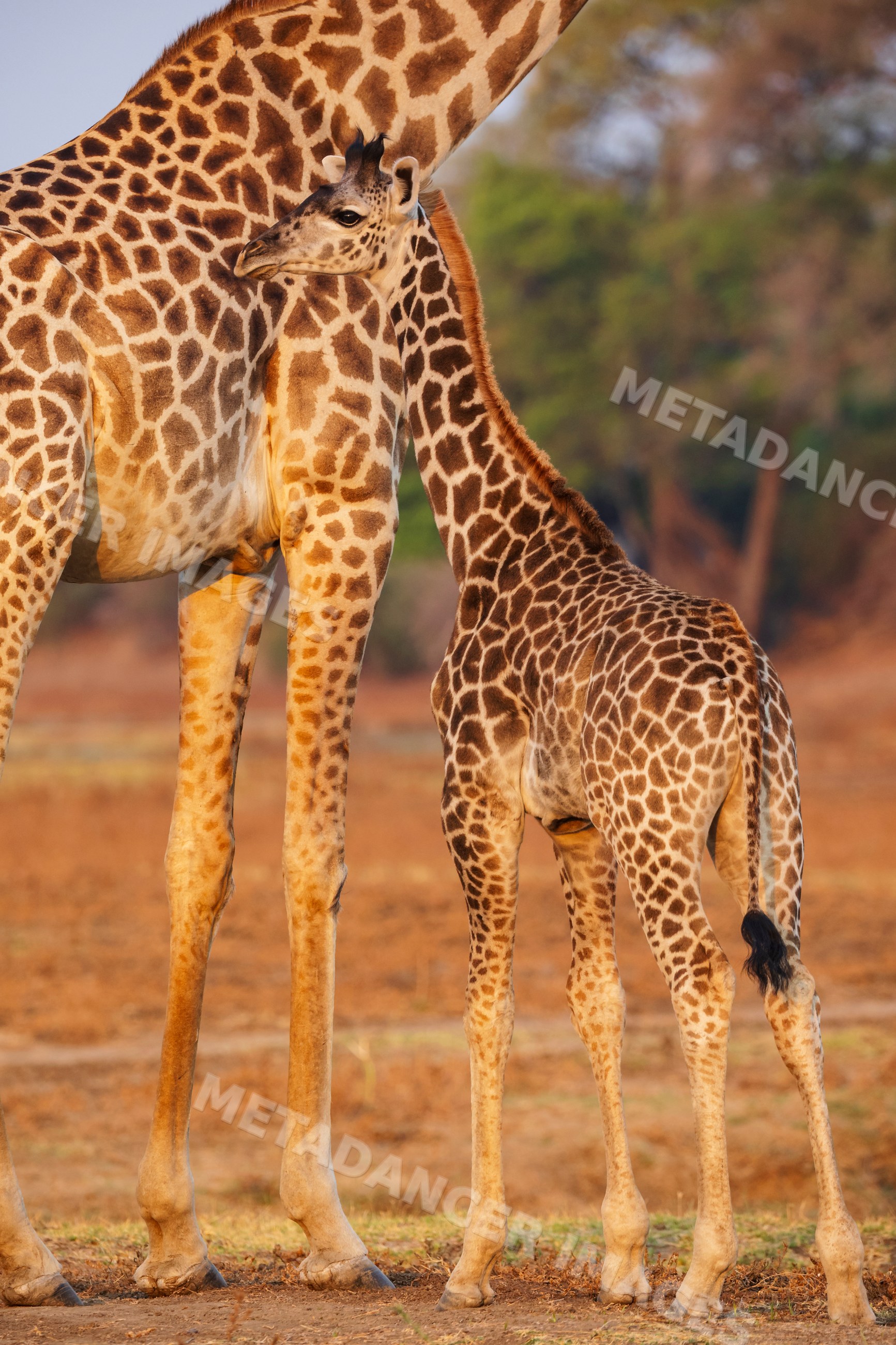 Juvenile Giraffe nuzzles mother