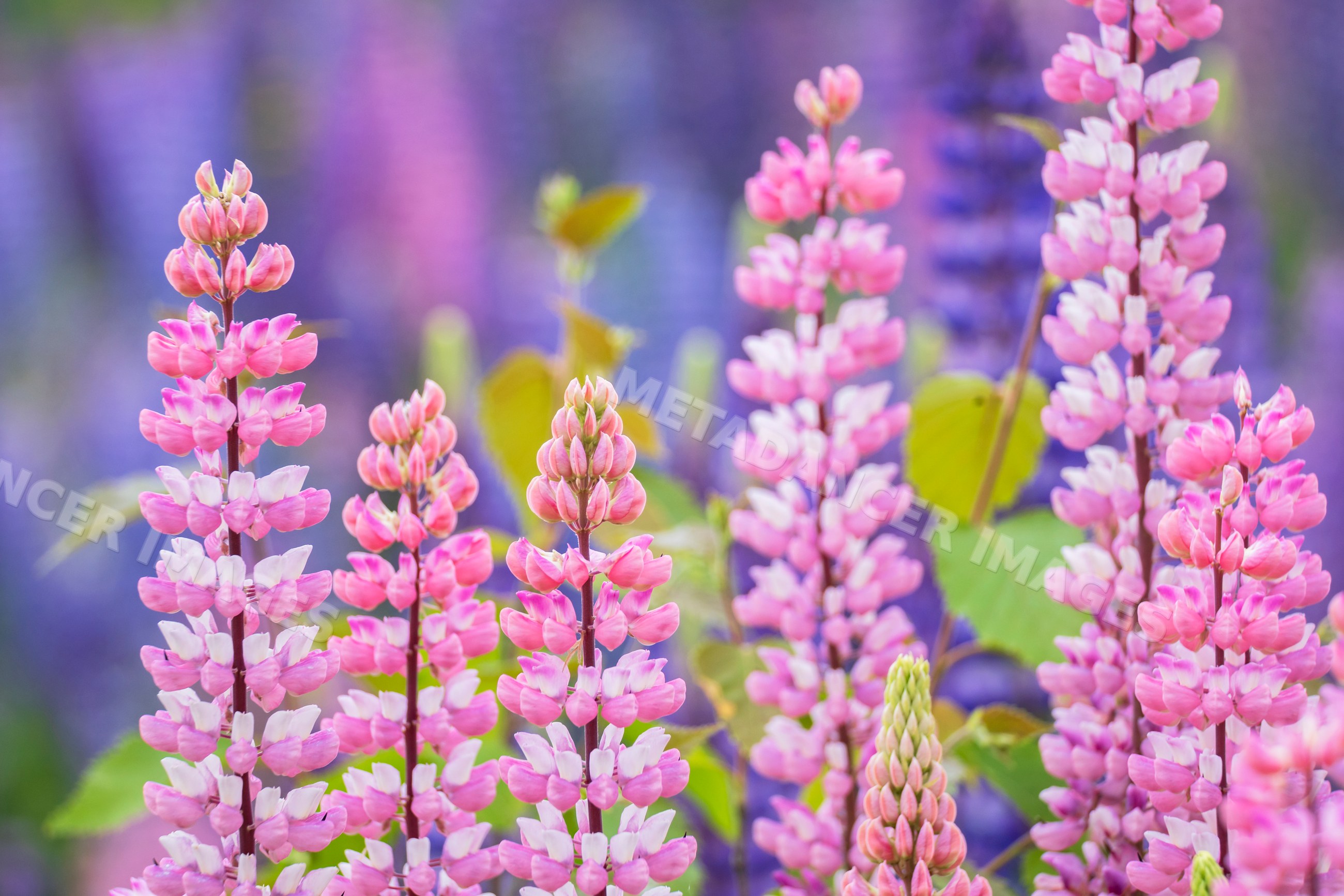 Lupines blooming in summerford flower field