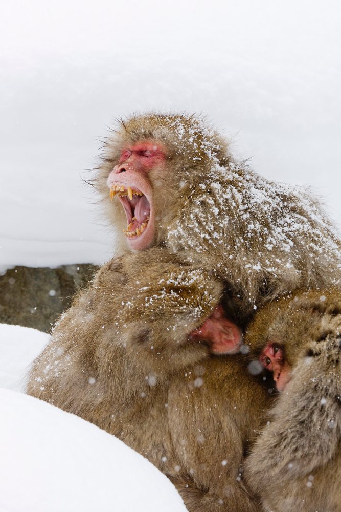 Japanese macaques huddling in snow japan